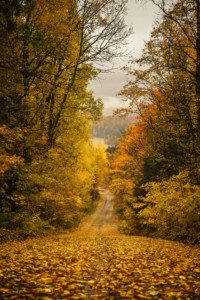 Yellow leaves